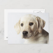 Portrait von blond Labrador Retriever Welpe Postkarte (Vorne/Hinten)