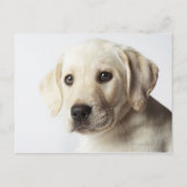 Portrait von blond Labrador Retriever Welpe Postkarte (Vorderseite)