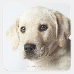 Portrait von blond Labrador Retriever Welpe Quadratischer Aufkleber