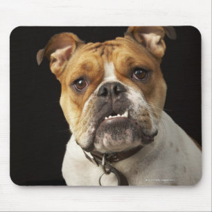 Portrait von Bräuner und Weißer Bulldogge mit Krag Mousepad