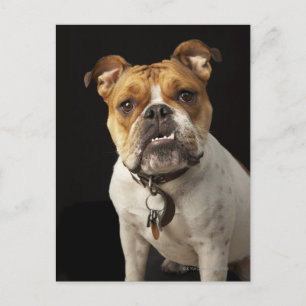 Portrait von Bräuner und Weißer Bulldogge mit Krag Postkarte