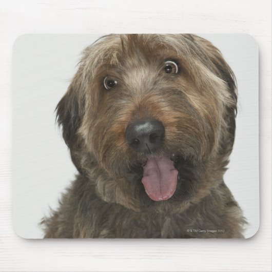 Portrait von Briard Hund Mousepad (Vorne)