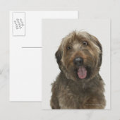 Portrait von Briard Hund Postkarte (Vorne/Hinten)