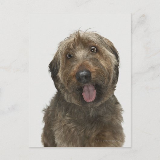 Portrait von Briard Hund Postkarte (Vorderseite)