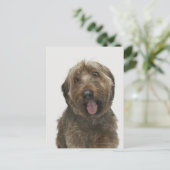 Portrait von Briard Hund Postkarte (Stehend Vorderseite)