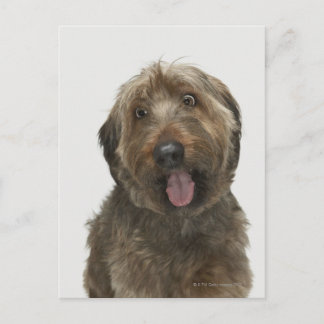 Portrait von Briard Hund Postkarte