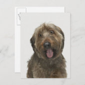 Portrait von Briard Hund Postkarte (Vorne/Hinten)