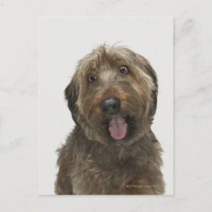 Portrait von Briard Hund Postkarte