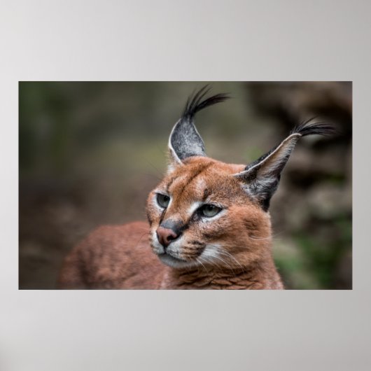 Portrait von Caracal Poster (Vorne)