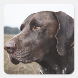 Portrait von Dog, Houston, Texas, USA Quadratischer Aufkleber