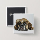 Portrait von Dorset Old Tyme Bulldog Button (Vorne & Hinten)