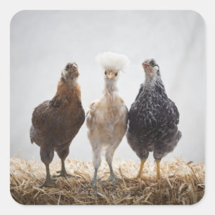 Portrait von drei Heimtieren - Zukunftsaussichten Quadratischer Aufkleber