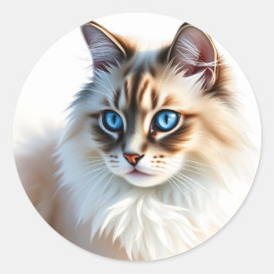 Portrait von Fluffy Ragdoll Katze mit blauen Augen Runder Aufkleber
