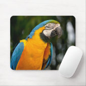 Portrait von Gelbbrustinsa macaw postcard quadrati Mousepad (Mit Mouse)