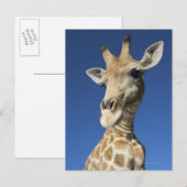 Portrait von Giraffe (Giraffa Camelopardalis) 2 Postkarte (Vorne/Hinten)