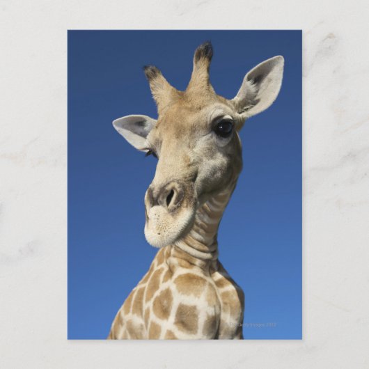 Portrait von Giraffe (Giraffa Camelopardalis) 2 Postkarte (Vorderseite)