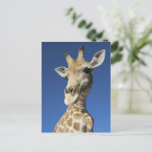 Portrait von Giraffe (Giraffa Camelopardalis) 2 Postkarte (Stehend Vorderseite)