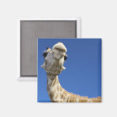 Portrait von Giraffe (Giraffa Camelopardalis) Magnet (Vorderseite/Rückseite)