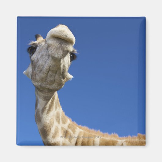 Portrait von Giraffe (Giraffa Camelopardalis) Magnet (Vorne)