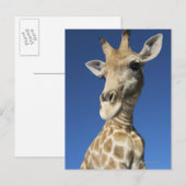 Portrait von Giraffe (Giraffa Camelopardalis) Postkarte (Vorne/Hinten)