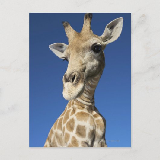 Portrait von Giraffe (Giraffa Camelopardalis) Postkarte (Vorderseite)