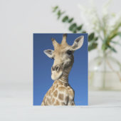 Portrait von Giraffe (Giraffa Camelopardalis) Postkarte (Stehend Vorderseite)