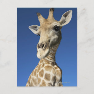 Portrait von Giraffe (Giraffa Camelopardalis) Postkarte