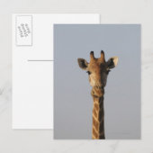Portrait von Giraffe (Giraffa camelopardalis), Postkarte (Vorne/Hinten)