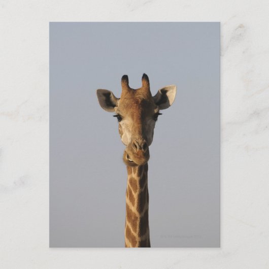 Portrait von Giraffe (Giraffa camelopardalis), Postkarte (Vorderseite)