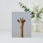 Portrait von Giraffe (Giraffa camelopardalis), Postkarte (Stehend Vorderseite)