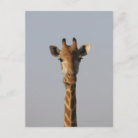 Portrait von Giraffe (Giraffa camelopardalis),