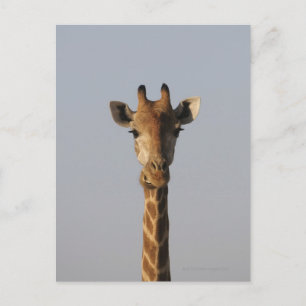Portrait von Giraffe (Giraffa camelopardalis), Postkarte