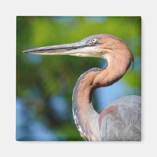 Portrait von Goliath Heron aus dem Profil Magnet (Vorne)