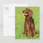 Portrait von Hund 2 Postkarte (Vorne/Hinten)