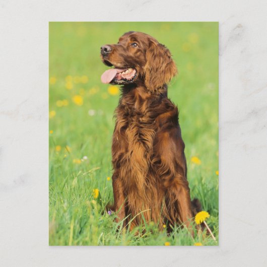 Portrait von Hund 2 Postkarte (Vorderseite)