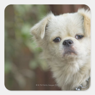 Portrait von Hund 2 Quadratischer Aufkleber