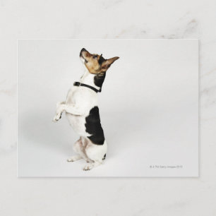 Portrait von Jack Russell Hund auf seinem Postkarte