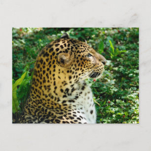 Portrait von Javan Leopard aus dem Profil Feiertagspostkarte