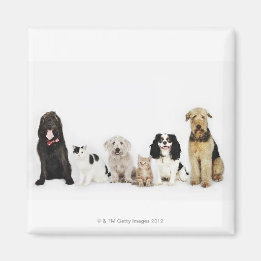 Portrait von Katzen und Hunden, die zusammen sitze Magnet (Vorne)