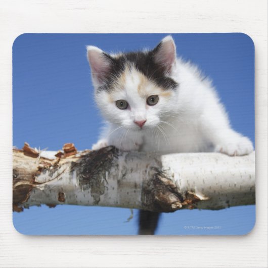 Portrait von Kitten Mousepad (Vorne)