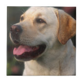 Portrait von Labrador Retriever, Hilton Fliese (Vorderseite)