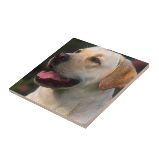 Portrait von Labrador Retriever, Hilton Fliese (Seite)