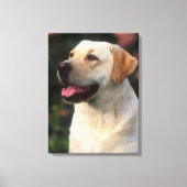 Portrait von Labrador Retriever, Hilton Leinwanddruck (Vorderseite)
