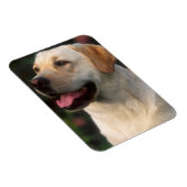 Portrait von Labrador Retriever, Hilton Magnet (Rechte Seite)