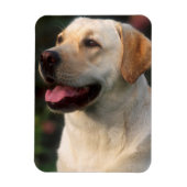 Portrait von Labrador Retriever, Hilton Magnet (Vertikal)