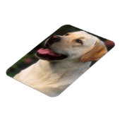 Portrait von Labrador Retriever, Hilton Magnet (Linke Seite)