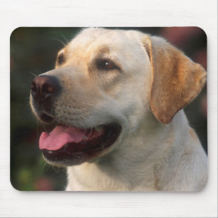 Portrait von Labrador Retriever, Hilton Mousepad