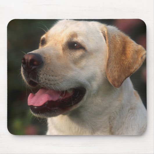 Portrait von Labrador Retriever, Hilton Mousepad (Vorne)