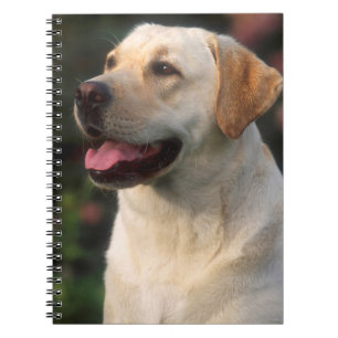 Portrait von Labrador Retriever, Hilton Notizblock