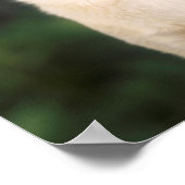 Portrait von Labrador Retriever, Hilton Poster (Ecke)